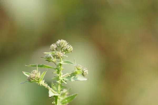 Close Shot Beautiful Blossoming Flowers — Stock Photo, Image