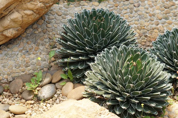 Primer Plano Hermosa Planta Suculenta Terrario —  Fotos de Stock