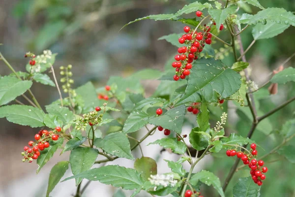 Zbliżenie Strzał Piękne Naturalne Tło — Zdjęcie stockowe