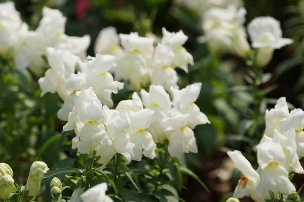 güzel çiçek açan çiçeklerin yakın çekim