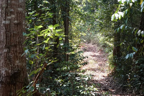 Nahaufnahme Von Schönen Blühenden Blättern — Stockfoto