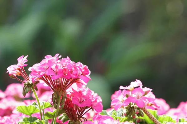 Blízkej Záběr Krásných Kvetoucích Květin — Stock fotografie