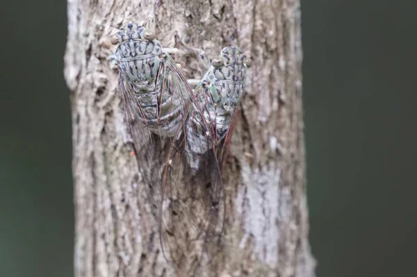 Zblízka Záběr Cicada Muška Zkusit Kůru — Stock fotografie