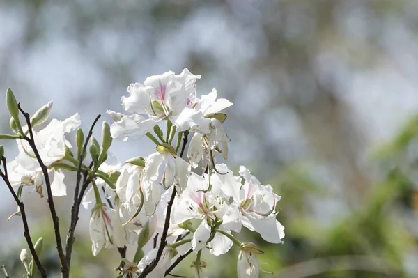 güzel çiçek açan çiçeklerin yakın çekim