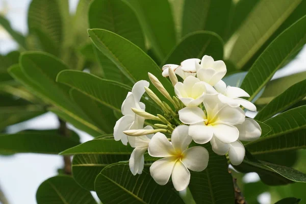 Primer Plano Hermosas Flores Flor —  Fotos de Stock