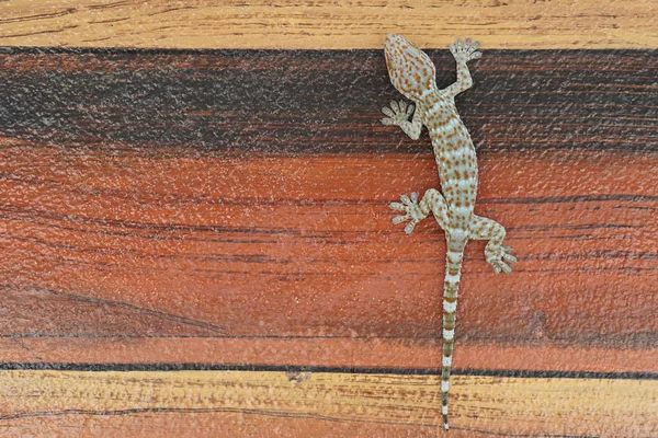 Zbliżenie Strzał Pięknej Jaszczurki Gecko Drewnianej Powierzchni — Zdjęcie stockowe