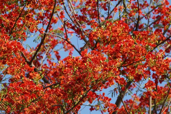 Primer Plano Hermosas Flores Flor — Foto de Stock