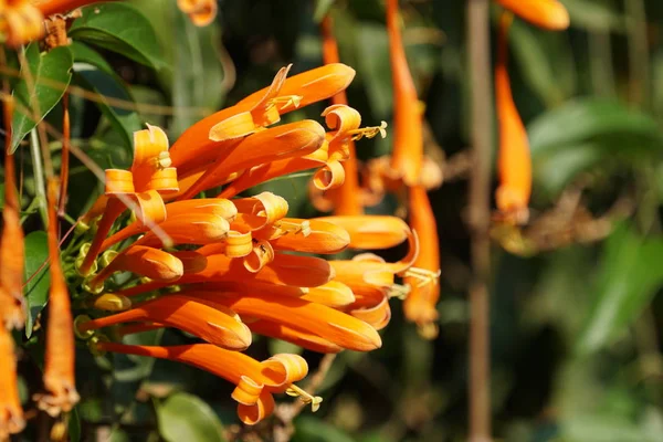 Gros Plan Fleurs Couleur Poussant Plein Air Jour — Photo