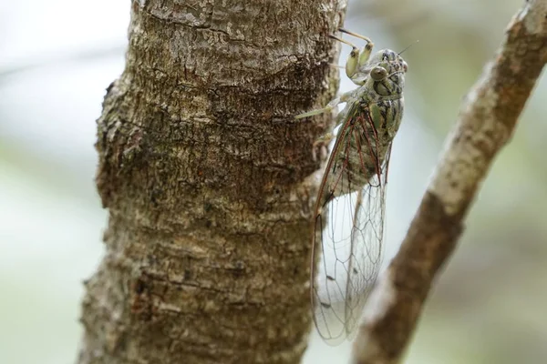 Nahaufnahme Einer Zikadenfliege Auf Rinde — Stockfoto