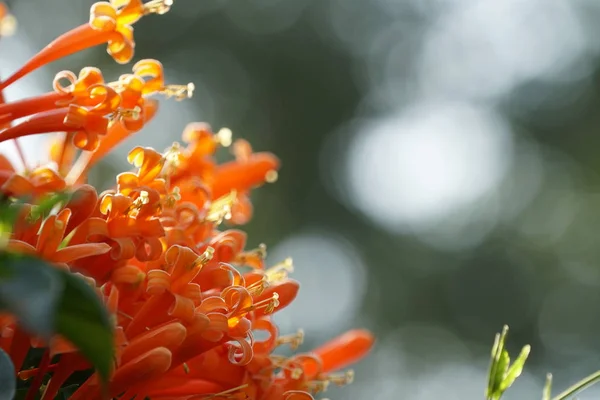 Närbild Färg Blommor Växer Utomhus Dagtid — Stockfoto