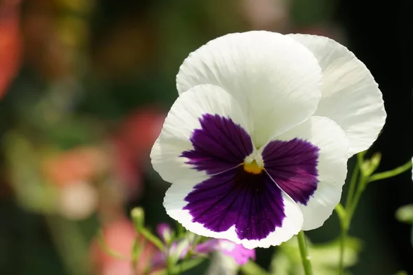 Close Flores Cor Crescendo Livre Durante Dia — Fotografia de Stock