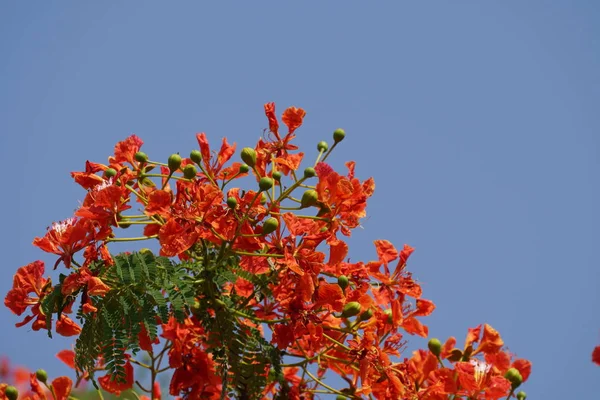 Zbliżenie Kolorowych Kwiatów Rosnących Zewnątrz Ciągu Dnia — Zdjęcie stockowe