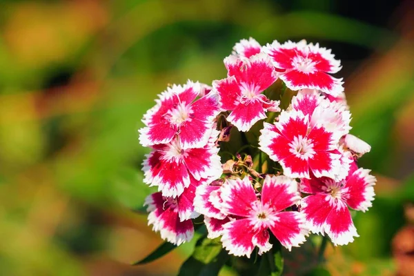 Primer Plano Flores Color Que Crecen Aire Libre Durante Día — Foto de Stock