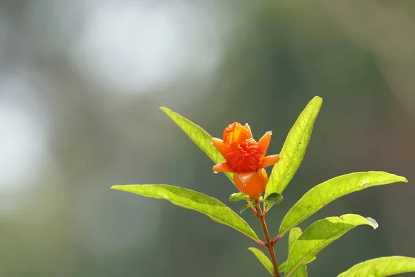 昼間に屋外で育つ色の花のクローズアップ — ストック写真