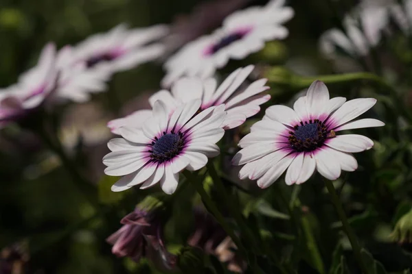 Close Van Kleur Bloemen Groeien Buiten Overdag — Stockfoto