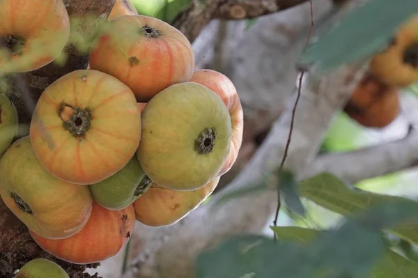 Gros Plan Fruits Exotiques Frais Mûrissant Sur Branche — Photo