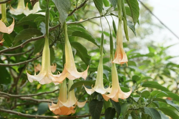 gündüz açık büyüyen renkli çiçekler yakın 