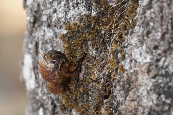 Ağustosböceğini yakından çek ve havla.
