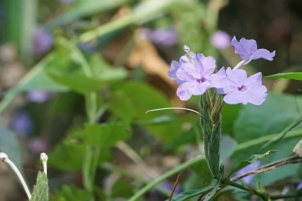 Nahaufnahme Schöner Blühender Blumen — Stockfoto