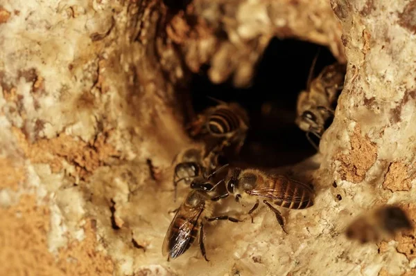 Close Shot Bee Hive Hole Wood — Stock Photo, Image