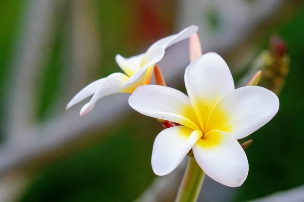 Primo Piano Fiori Colore Che Crescono All Aperto Durante Giorno — Foto Stock