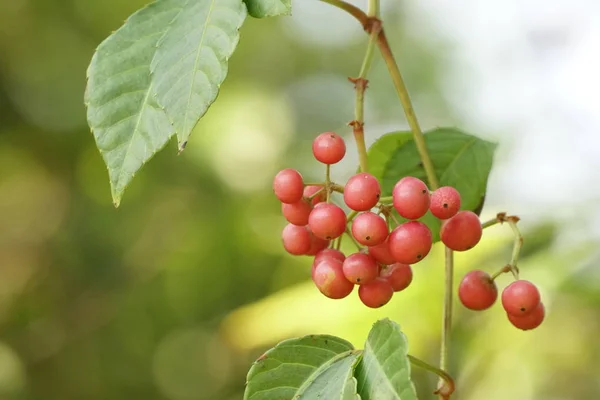 Nahaufnahme Von Frischen Exotischen Früchten Die Auf Zweigen Reifen — Stockfoto