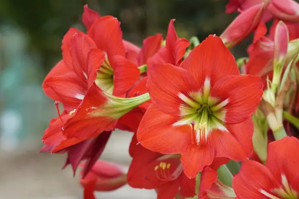 Close Shot Beautiful Blossoming Flowers — Stock Photo, Image