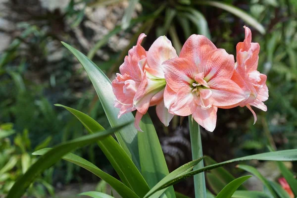 Close Color Flowers Growing Outdoor Daytime — Stock Photo, Image