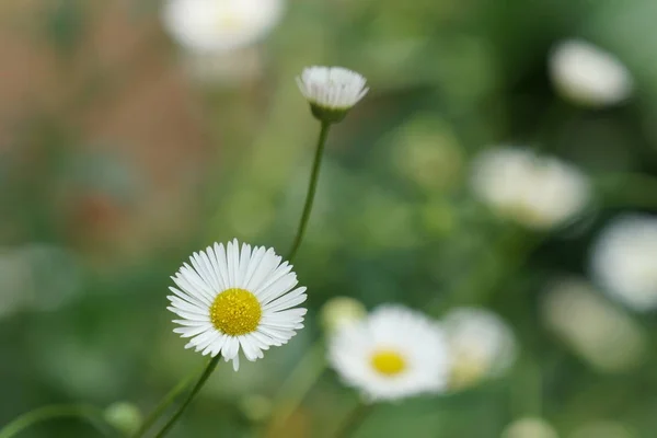 Gros Plan Belles Fleurs Fleurs — Photo