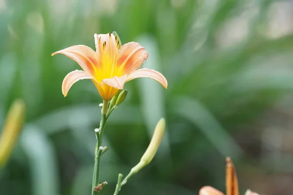 Närbild Färg Blommor Växer Utomhus Dagtid — Stockfoto