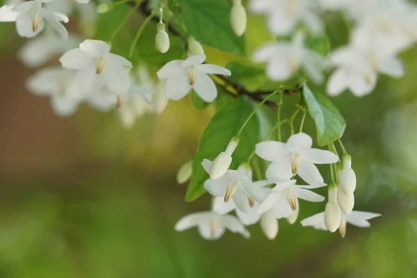 Närbild Skott Vackra Blommande Blommor — Stockfoto