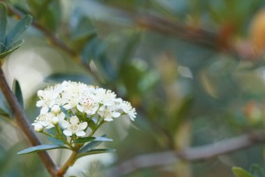 gündüz açık büyüyen renkli çiçekler yakın 