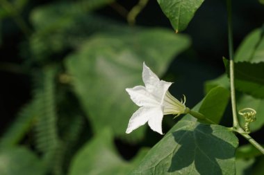 güzel çiçek çiçek yakın çekim