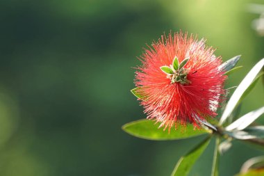 gündüz açık büyüyen renkli çiçekler yakın 