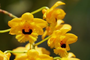 güzel çiçek açan çiçeklerin yakın çekim