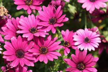 gündüz açık büyüyen renkli çiçekler yakın 