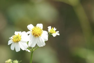 güzel çiçek açan çiçeklerin yakın çekim