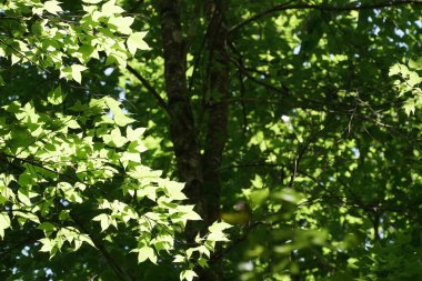 Çiçek açan yaprakların yakın plan çekimi.