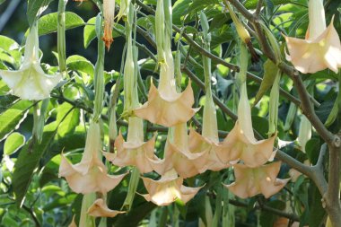 gündüz açık büyüyen renkli çiçekler yakın 