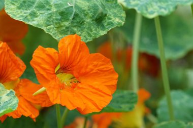 güzel çiçek açan çiçeklerin yakın çekim