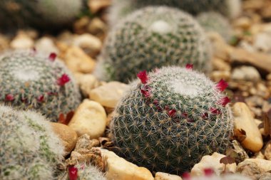 gündüz açık havada büyüyen kaktüslerin yakın çekim 
