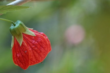 güzel çiçek çiçek yakın çekim