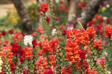 gündüz açık büyüyen renkli çiçekler yakın 