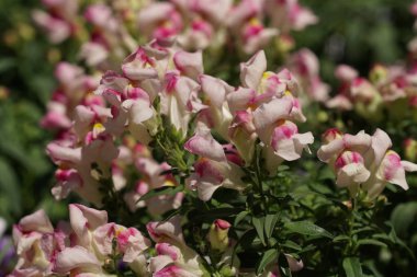 gündüz açık büyüyen renkli çiçekler yakın 