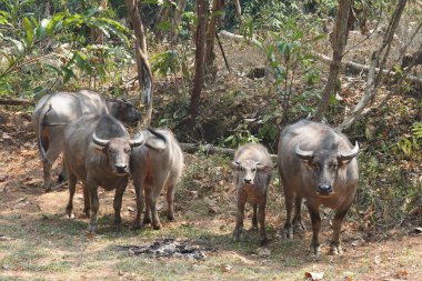 scenic shot of asian cows grazing on nature