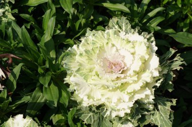 güzel çiçek açan çiçeklerin yakın çekim