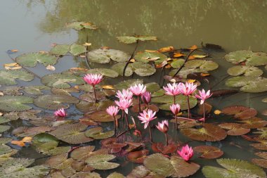 güzel çiçek açan çiçeklerin yakın çekim