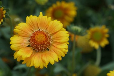 güzel çiçek açan çiçeklerin yakın çekim