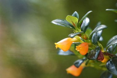 gündüz açık büyüyen renkli çiçekler yakın 
