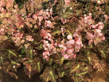 gündüz açık büyüyen renkli çiçekler yakın 